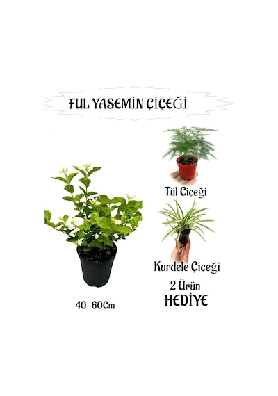 Mis Kokulu Ful Yasemin 1 Adet+tül Çiçeği-kurdele Çiçeği Hediyeli