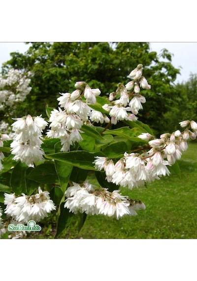 Nadir Bitki Tüplü Beyaz Çiçekli Katmerli Deutzia Scabra Havlu Püskülü Fidanı