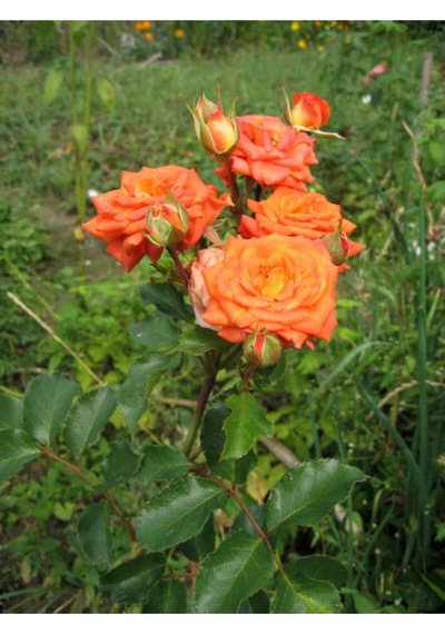 Yediveren Kokulu Turuncu Renkli 30 60 Cm 1 Adet Saksılı Aşılı Gül Orange Rose