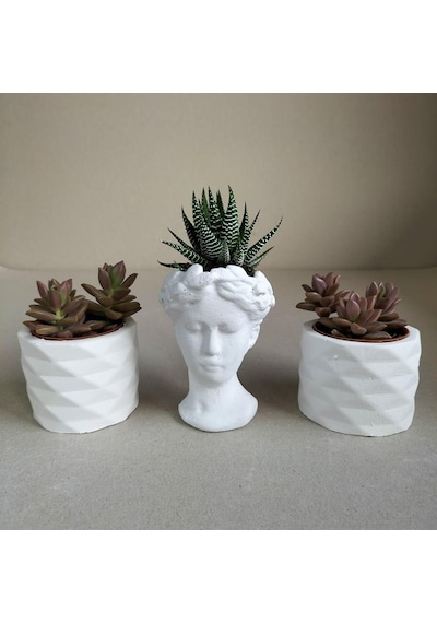 Haworthia & Sedum 3'lü Sukulent Seti | Helen Beyaz Seri