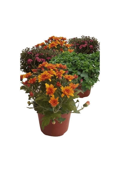 Kasımpatı Krizantem Chrysanthemum Seti 5 Adet