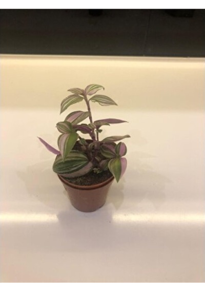 Telgraf Çiçeği Tradescantia Nanouk Fidanı 10-20cm