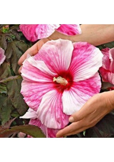 Dev Hibiscus Çiçeği Tohumu Ekim Seti