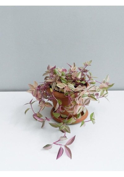 Tradescantia Telgraf Çiçeği Pembe 10-20 Cm