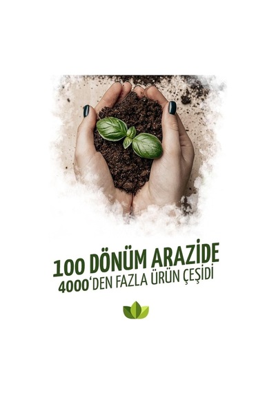Açık Pembe Sardunya Çiçeği Fidanı 10cm 30cm