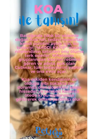 Petjoo 14.Koa Mavi-Pembe Qr'lı Köpek Künyesi