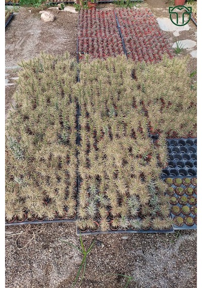 Euro Flora Cylindropuntia Whipplei Kaktüs 5.5 Cm Saksıda Sku: Smgstk13fa121be6