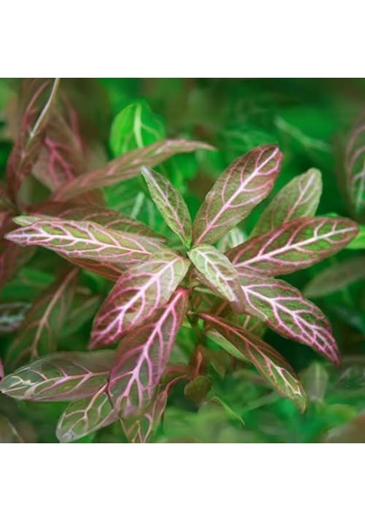 Ayrex Hygrophila Polysperma Rosanervig Kolay Akvaryum Zemin Bitkisi Canlı Akvaryum Bitkisi