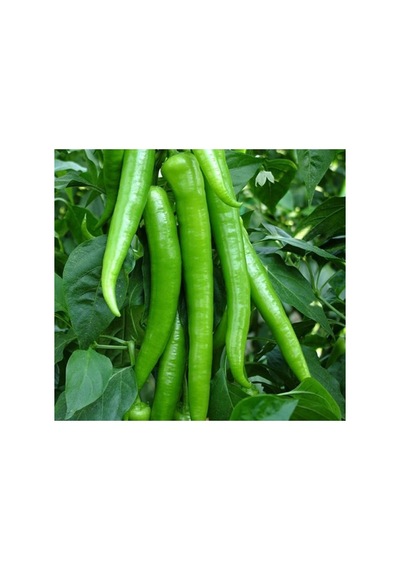 Demre Biber Tohumu - Verimli Ve Lezzetli - 5 Gram