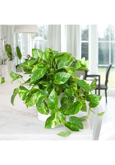 Salon Sarmaşığı Pothos -  Ev Ofis Bitkisi