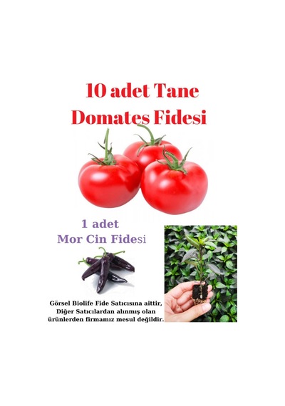 Oturak Tane Domates Fidesi Yerli Tohum 10 Adet, Mor Cin Biber Fidesi 1 Adet