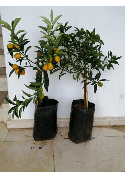 Tüplü Fidan Kamkat süs Portakal Portakal Fidanı üzeri Meyveli