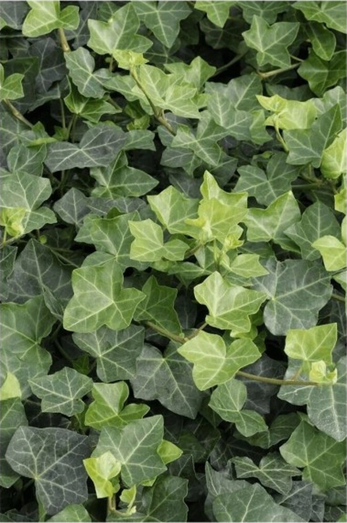 Duvar Sarmaşığı Hedera Helix Kaya Sarmaşığı Fidanı 10-20 Cm