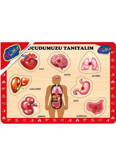 287/288 Onyıl. Ahşap Tutmalı Vücudumuzu Tanıyalım