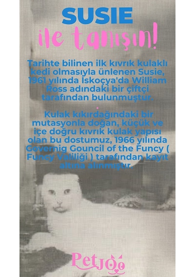 Petjoo 3.Susie Pembe-Mavi Qr'lı Kedi Künyesi