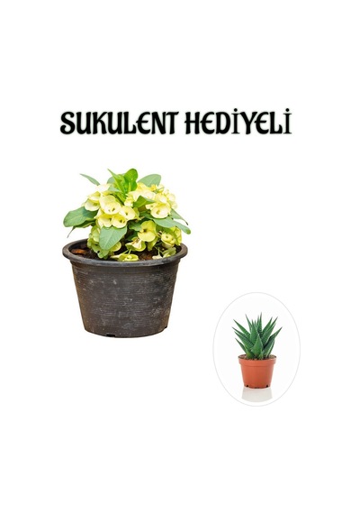 Sarı Çiçekli Kaktüs Milli Dikenler Tacı Sevgililer Gününe Özel Sukulent Hediyeli