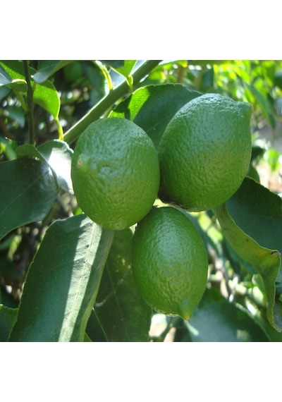 Tüplü Sulu Meksika Lime Limon Fidanı