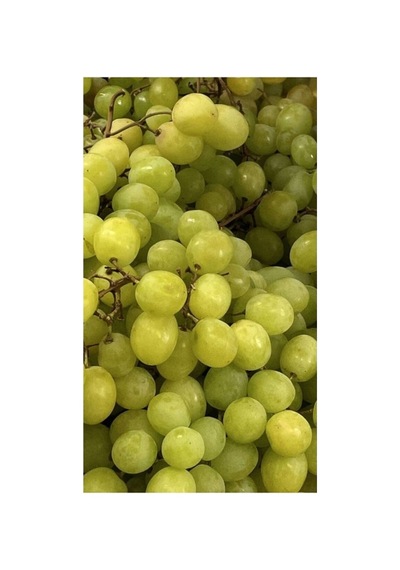 Çekirdeksiz Yeşil-sarı Üzüm Fidanı 10-20 Cm