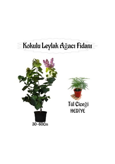 Kokulu Leylak Ağacı Fidanı 1 Adet Saksılı+tül Kuşkonmaz Çiçeği