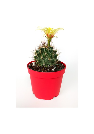 Thelocactus Ideas - Sari Çicekli Kaktüs - Hamato - 8.5 CM Kırmızı Saksıda