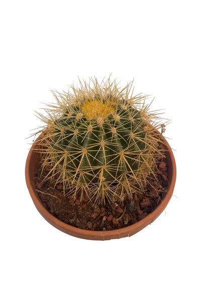 Echino Kaktüs / Golden Barrel Cactus