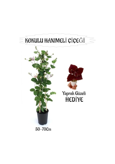 Mis Kokulu Hanımeli Çiçeği 1 Adet+bordo Yaprak Güzeli