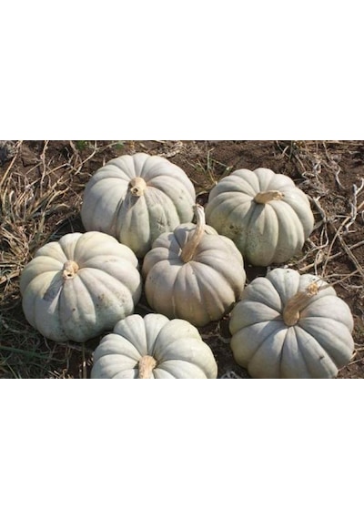 Yerli Kestane Kabak Tohumu 10 GR Ort 25 Ad Tohum N112284