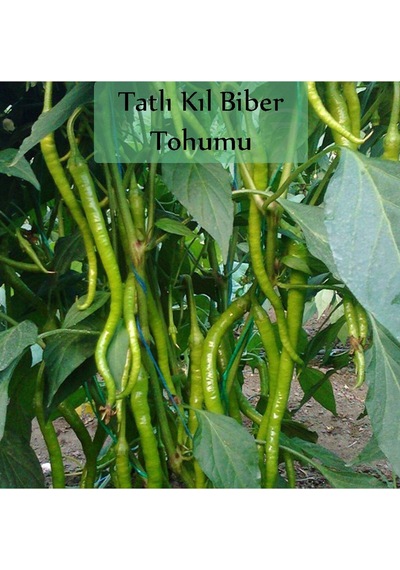 6 Paket Tohum No9 Halep Karası Patlıcan Tohumu Salatalık Domates Tatlı Acı Kıl Biber Maydanoz Tohumu 1 Set