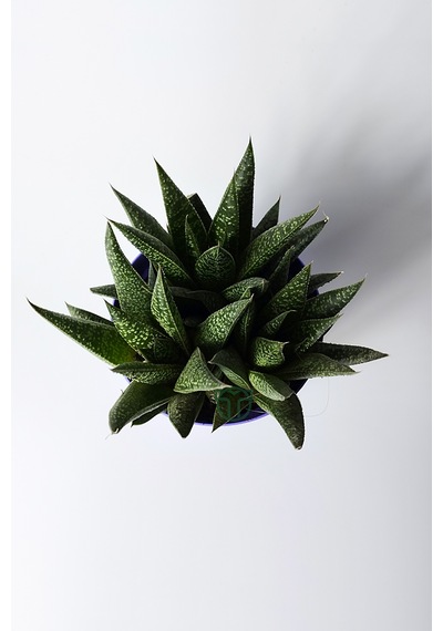 Gasteria Sukulent 3 Kök Canlı Dekoratif Ev Bitkisi Kolay Bakı