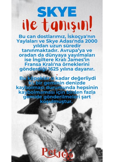 Petjoo 6.Skye Kırmızı-Mavi Qr'lı Köpek Künyesi