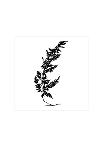 Ağaç Ve Gül Resimleri 100 Cm Folyo Sticker Siyah