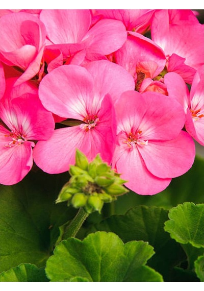 Karışık Renk 3 Adet Sardunya Çiçeği Fidanı 30-60cm Saksılı Geranium