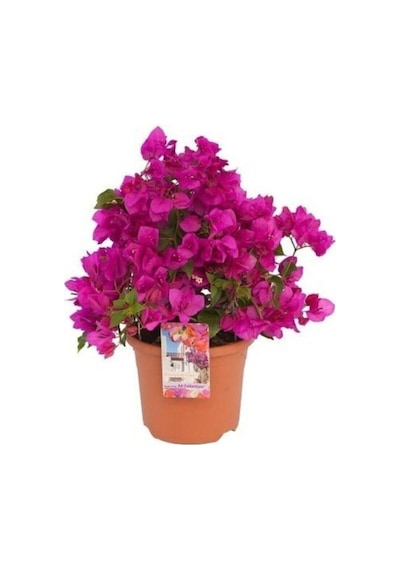 Videolu Canlı Mor Renli 1 Adet Bodur Begonvil Bitkisi 15-30cm Saksılı Bougainvillea Seedling