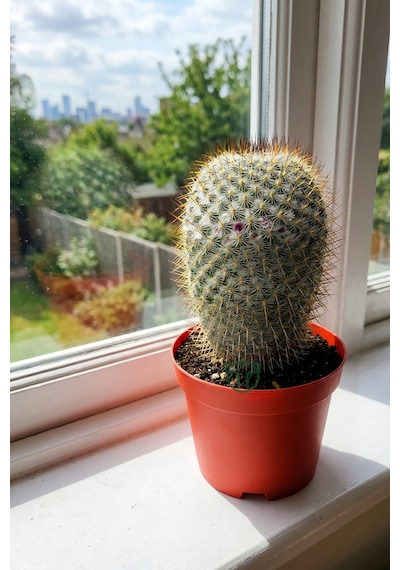 Mammillaria Haageana Koleksiyonluk Çok Dikenli Kaktüs 8.5 Cm
