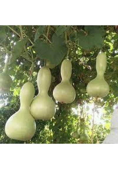 5 Adet Tohum Su Kabağı Tohumu Nadir Su Kabağı Kabak Tohumu Sürpriz Hediye Sebze Tohumludur..