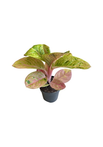 Aglaonema 'Apple Fantasy' (Çin Herdemyeşili) Ø12 CM Y25-30 CM