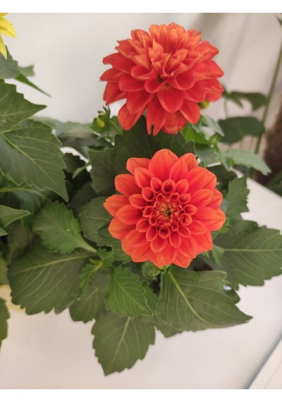 Yıldız Çiçeği - Dahlia Ikili Saksılı Set