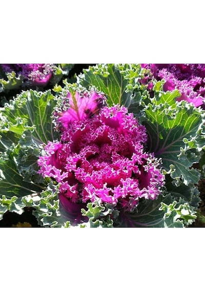 10 Adet Mix Decorative Cabbage Tohumu