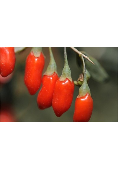 Lycium Barbarum New Big Gojiberry Kurt Üzümü Fidan
