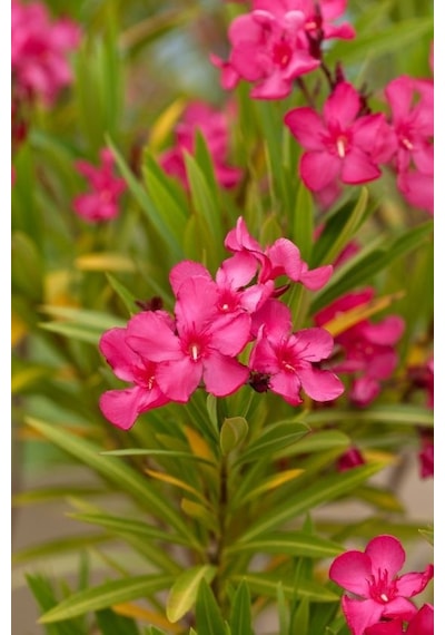 Zakkum Çiçeği 5 Adet - Nerium Oleander Dış Mekan Çiçeği