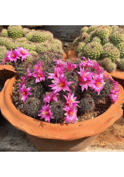10 Adet Mammillaria Mazatlanensis Kaktüs Tohumu