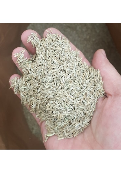 İngiliz Çimi 1 KG İngiliz Çim Tohumu Lolium Perenne