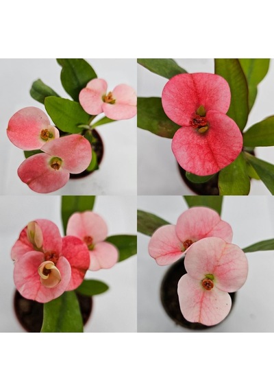 Tayland Milii - Dikenler Tacı İri Açık Pembe Çiçek Açan Bitki Boyu 5-7 Cm'dir 5.5cm Saksılı