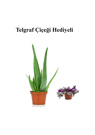 Parlak Dolgun Formlu Aleovera Bitkisi Sevgililer Gününe Özel Telgraf Hediyeli