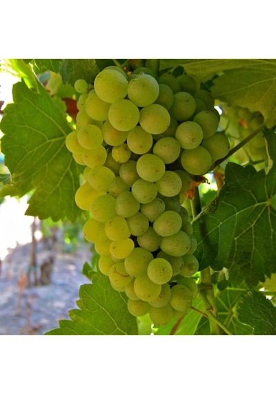 Tüplü Hoş Kokulu Tatlı Sauvignon Blanc Üzüm asma-bağ Fidanı