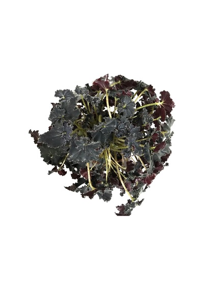 Begonia 'black Mambo' Begonia Çiçeği