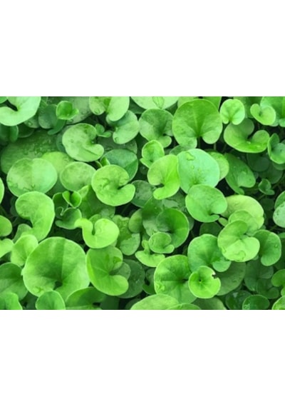 Dichondra Repens Fare Kulağı Çim Tohumu 1KG