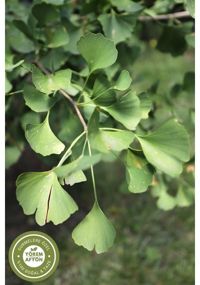 Yörem Afyon Meşhur Trabzon Ginkgo Biloba Yaprağı, Mabet Ağacı Yaprağı 55gr.
