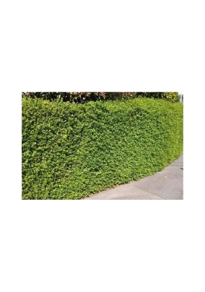 Ligustrum Fidanı 10-20 Cm