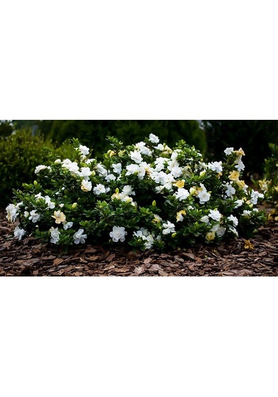 Gardenya Çiçeği  20-30 Cm. Gardenia Jasminoides